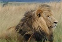 Full Day Rhino and Lion Park